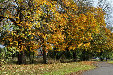 Autumn view of the Copse Old Yardley Village